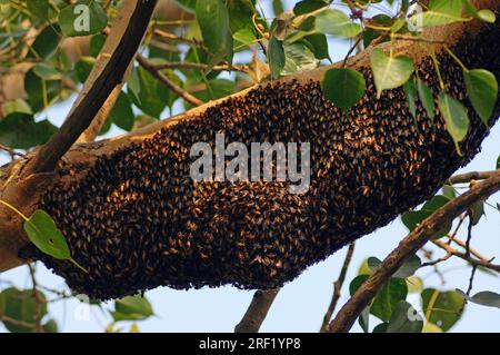 Nido Wild Giant Honeybee (Apis dorsata), parco nazionale di Keoladeo Ghana, Rajasthan, India Foto Stock