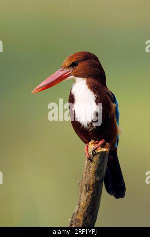 Kingfisher dal petto bianco, parco nazionale di Keoladeo Ghana, Rajasthan, India, Kingfisher dalla gola bianca (Halcyon smyrnensis) Foto Stock