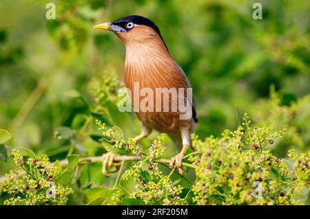 Brahminy Myna, parco nazionale di Keoladeo Ghana, Rajasthan, India, Brahminy Starling (Sturnus pagodarum), starring dalla testa nera Foto Stock