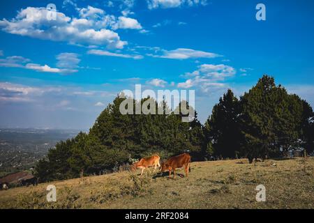 Escursioni nella foresta di Ngong Hills, area ricreativa per picnic, stazione di energia eolica, paesaggi keniani, tramonto, alba, grande Rift Valley, Kajiado Coun Foto Stock