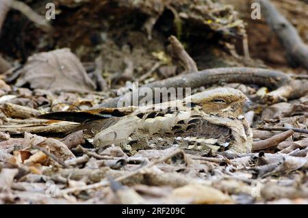 Nightjar dalla coda grande (Caprimulgus macrurus), Keoladeo Ghana National Park, Rajasthan, India, Nightjar dalla coda lunga Foto Stock