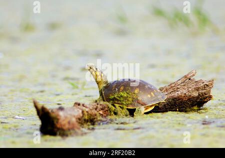 Tartaruga indiana con guscio morbido, giovanile, Keolade (Lissemys punctata), Ghana, India Foto Stock