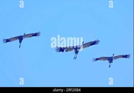 Sarus Cranes (Grus antigone), Keoladeo Ghana National Park, Rajasthan, India Foto Stock