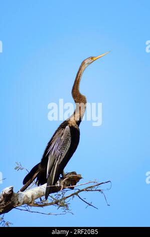 Oriental Darter (Anhinga melanogaster), Keoladeo Ghana National Park, Rajasthan, India, Indian Darter Foto Stock