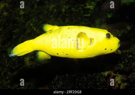 Golden Puffer, Guineafowl Puffer (Arothron meleagris), Pufferfish maculato Foto Stock