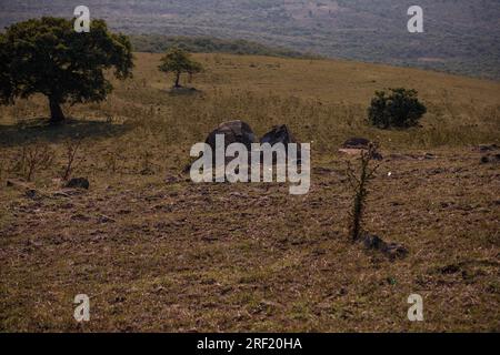 Escursioni nella foresta di Ngong Hills, area ricreativa per picnic, stazione di energia eolica, paesaggi keniani, tramonto, alba, grande Rift Valley, Kajiado Coun Foto Stock