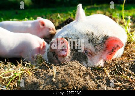 Mini maiali, scrofa succhia suinetti, maiali, maiali, maiali nani, mini maialino Foto Stock