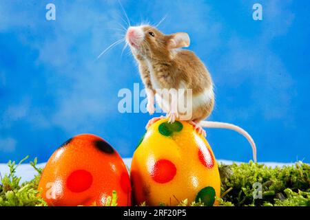 Topo colorato sull'uovo di Pasqua, uova di Pasqua Foto Stock