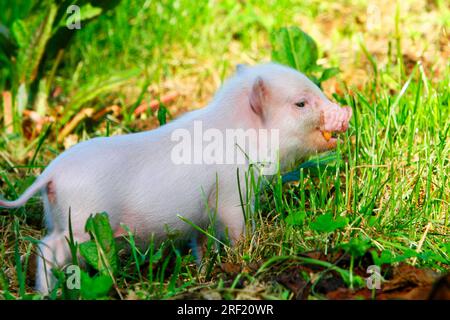 Mini maiale, maiale, maiale, maiale, maiale nano, Mini Piglet Foto Stock