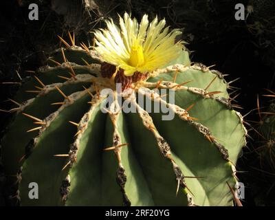 Ferocactus schwarzii Foto Stock