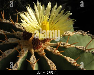 Ferocactus schwarzii Foto Stock