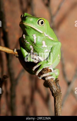 Rana di scimmia cerosa (Phyllomedusa sauvagii), rana di verruche a foglie cerose Foto Stock