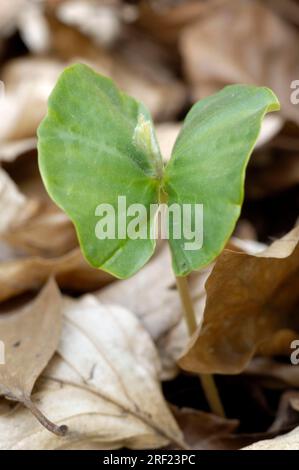 Faggio comune (Fagus sylvatica), piantine, faggio Foto Stock