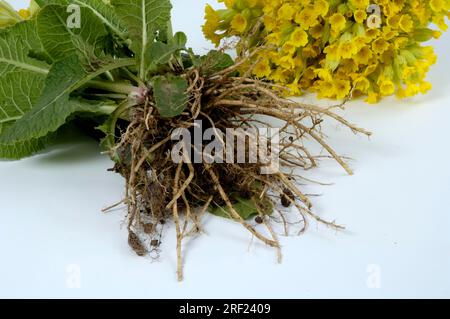 Scivolino comune prato, radice, primula (Primula veris) Foto Stock