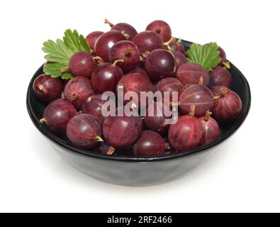 L'uva spina, il Ribes, l'uva-crispa, è una gustosa pianta di bacche con frutti di bosco verdi e bruni Foto Stock