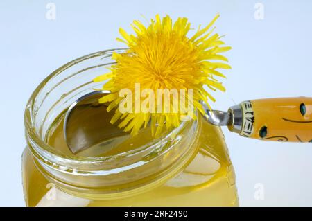 (Taraxacum officinale, tarassaco, miele di tarassaco Taraxacum officinale, tarassaco, miele di tarassaco Foto Stock