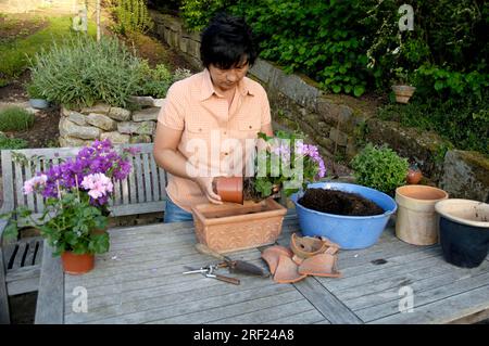 Donna che pianta gerani in vaso di fiori (Pelargonium Hybrid) Foto Stock