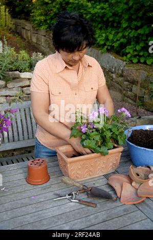 Donna che pianta gerani in vaso di fiori (Pelargonium Hybrid) Foto Stock