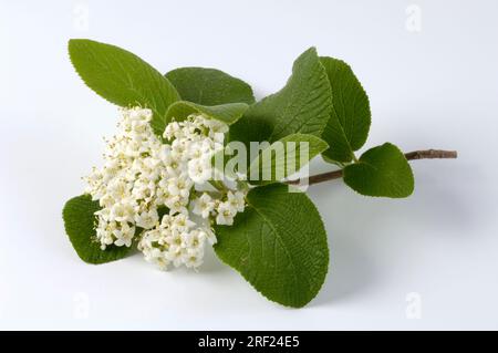 Rosa di Guelder (Viburnum opulus), inflorescenza Foto Stock