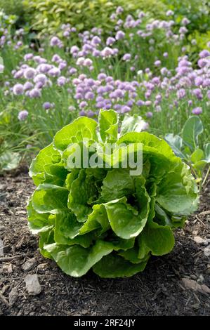 Lattuga Romaine 'Remus' (Lactuca sativa var. longifolia) Foto Stock