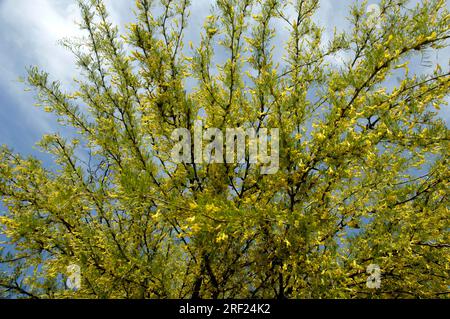 Cespuglio di piselli siberiani (Caragana arborescens) 'Lorbergii Foto Stock