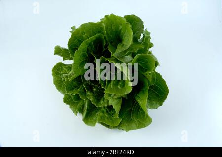 Lattuga Romaine 'Remus' (Lactuca sativa var. longifolia) Foto Stock