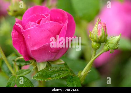 Rosa atecarica "Officinalis" (Rosa gallica) Foto Stock