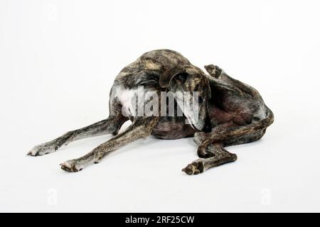 Sloughi, levriero arabo, Slughi, maschio Foto Stock