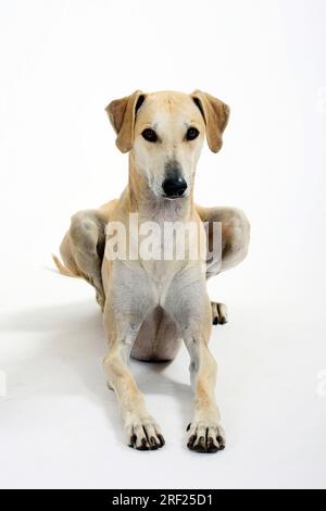 Sloughi, levriero arabo, Slughi Foto Stock