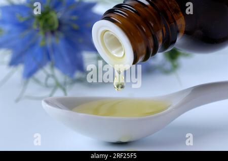 Black Cumin Oil, Maiden in the Green (Nigella damascena), Damask Black Cumin Foto Stock