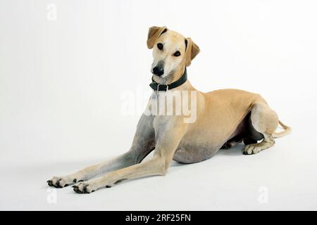 Sloughi, levriero arabo, Slughi Foto Stock