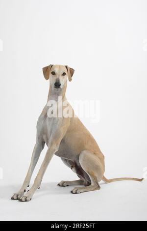 Sloughi, levriero arabo, Slughi Foto Stock