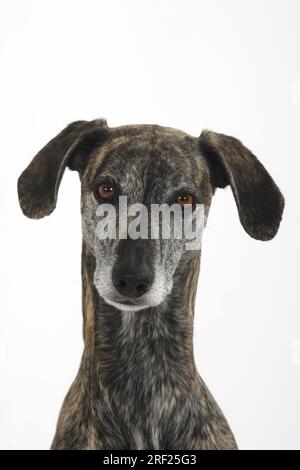 Sloughi, levriero arabo, Slughi Foto Stock