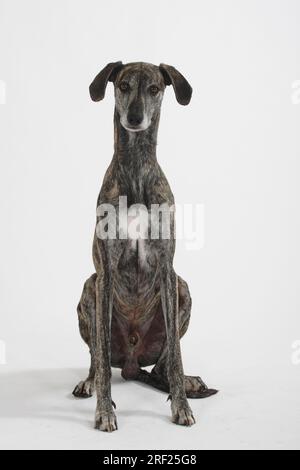 Sloughi, levriero arabo, Slughi, maschio Foto Stock