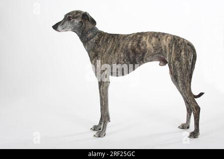 Sloughi, levriero arabo, Slughi, laterale Foto Stock