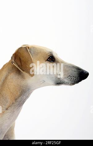 Sloughi, levriero arabo, Slughi, laterale, profilo Foto Stock