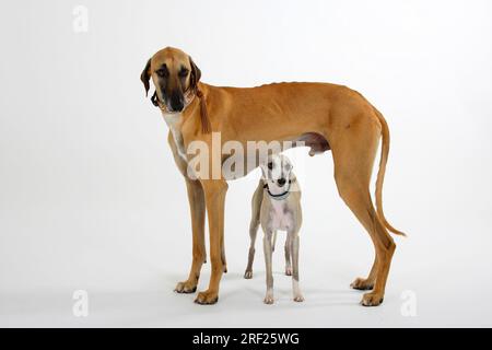 Sloughi e Whippet, levriero arabo, Slughi, maschio Foto Stock