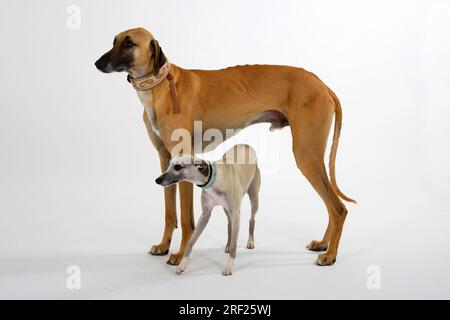 Sloughi e Whippet, levriero arabo, Slughi, maschio Foto Stock