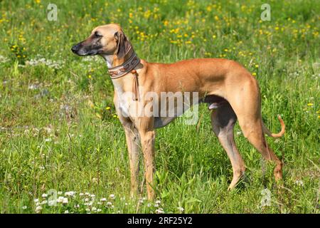Sloughi, levriero arabo, Slughi, maschio Foto Stock