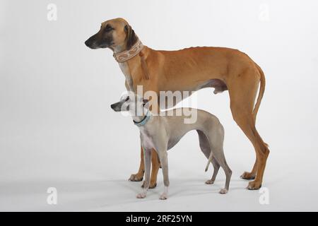 Sloughi e Whippet, levriero arabo, Slughi, maschio, femmina, laterale Foto Stock