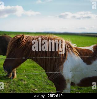 Maestoso nel sole di mezzanotte: Ammira il cavallo islandese, una vera incarnazione di grazia e forza. Foto Stock