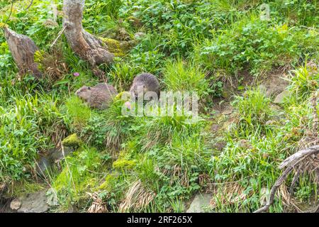 Un paio di castori (Castor Fibre) che mangiano vegetazione sulla riva del fiume Ericht vicino a Blairgowrie, in Scozia. Foto Stock