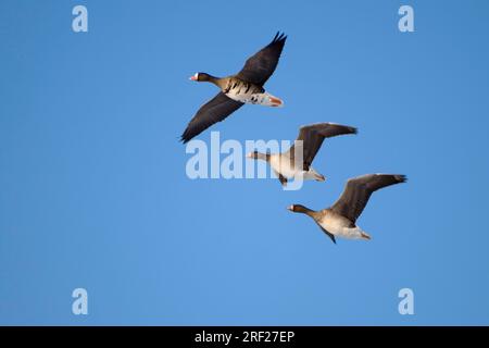 Goose di fagioli (Anser fabalis) e Oca di fronte bianca (Anser albifrons) , lago, , esentato, Duemmer SEE, Bassa Sassonia, Germania Foto Stock