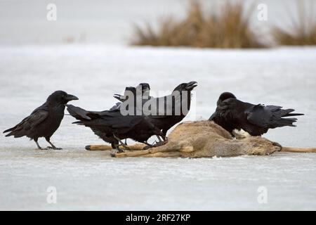 Corvi comuni (Corvus corax) sulle carcasse di caprioli, Parco Nazionale di Mueritz, Meclemburgo-Pomerania occidentale, Germania Foto Stock