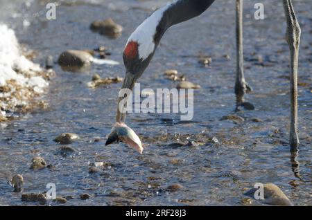 Gru a corona rossa Grus japonensis con becco deformato. Kushiro Japanese Crane Reserve. Kushiro. Hokkaido. Giappone. Foto Stock