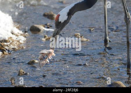 Gru a corona rossa Grus japonensis con becco deformato. Kushiro Japanese Crane Reserve. Kushiro. Hokkaido. Giappone. Foto Stock