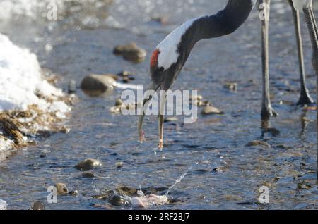 Gru a corona rossa Grus japonensis con becco deformato. Kushiro Japanese Crane Reserve. Kushiro. Hokkaido. Giappone. Foto Stock