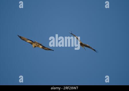 Aquiloni dalle orecchie nere Milvus migrans lineatus in volo. Kushiro Japanese Crane Reserve. Hokkaido. Giappone. Foto Stock