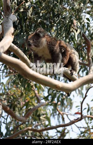 800 koala vittoriana femminile con joey che sbircia fuori dal sacchetto su un albero di eucalipto nella zona di Hordern vale - Great Ocean Road - Victoria-Australia. Foto Stock