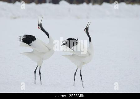 Coppia di gru a corona rossa Grus japonensis in danza di corteggiamento. Santuario Tsurui-Ito Tancho. Kushiro. Hokkaido. Giappone. Foto Stock